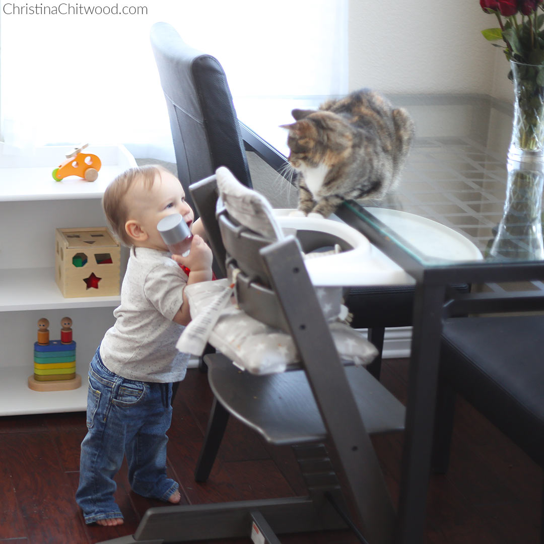 Our Baby Boy Showing Our Cat His Sensory Bottle Our Baby Boy Showing Our Cat His Sensory Bottle